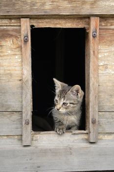 small cat and her nice wooden home 