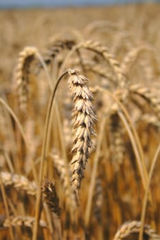 autumnal golden corn from the czech republic 