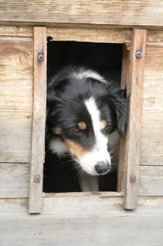 big dog and her nice wooden home 