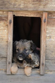 small cat and small dog are resting in their house 