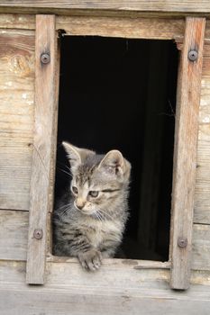 cat at her home is watching out 