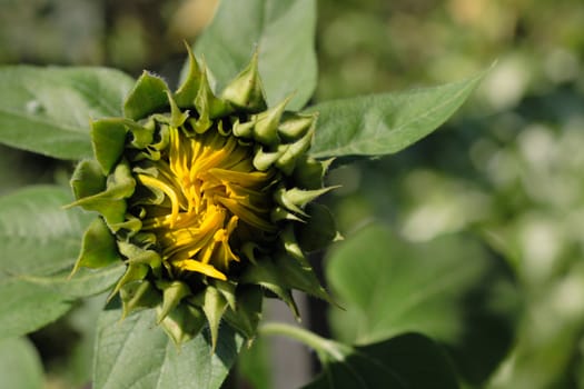 spring sunflower