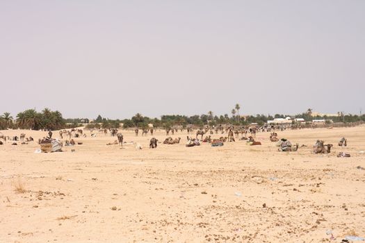 camels and dry sahara in the Tunisia 
