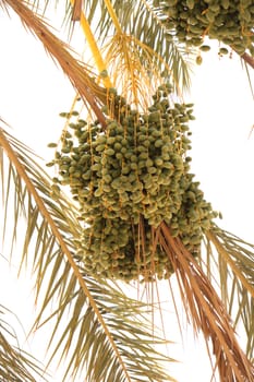 dtae palm tree - detail from the tunusia 