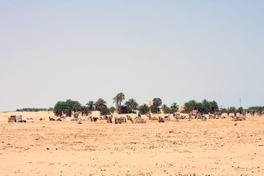 sahara with people and dromedars (tunisia)