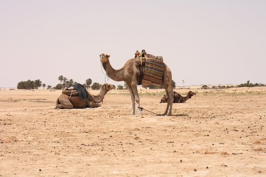 camels and dry sahara in the Tunisia 