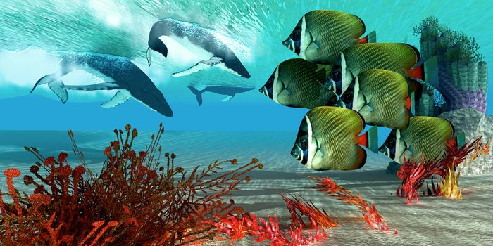 A school of Redtail Butterfly fish watch as a herd of Humpback whales dive from the ocean surface.