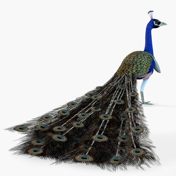 A male Peacock bird with colorful tail feathers isolated on a white background. 