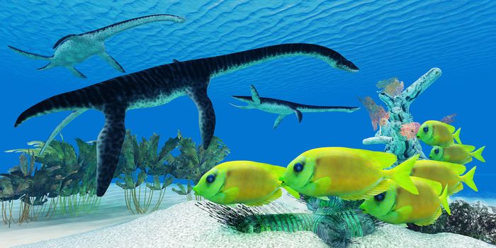 A school of Lemonpeel Angelfish keep a wary eye on three large predatory Plesiosaurus dinosaurs.