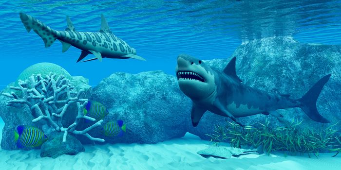 An Angel shark flattens itself against the bottom and three Royal Angelfish try to hide near some coral as a Great White shark meets with a Leopard shark.