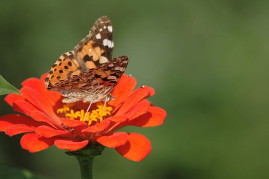 butterfly and nice red flower on the green background