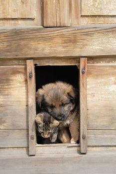small cat and small dog are resting in their house 