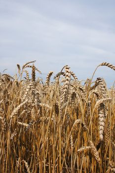 autumnal golden corn from the czech republic 
