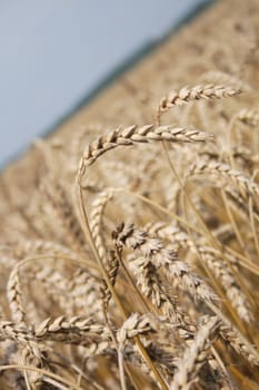 golden corn from the autumn from the czech republic