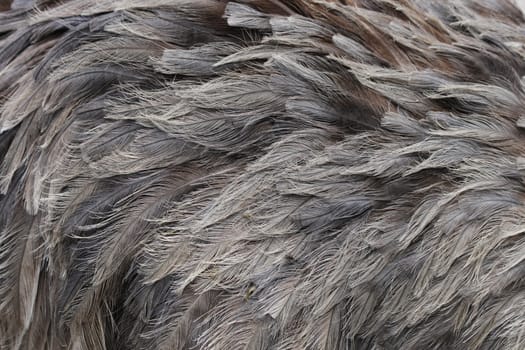 nice brown feather texture as animal background