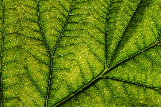 green leaf background as very nice natural background
