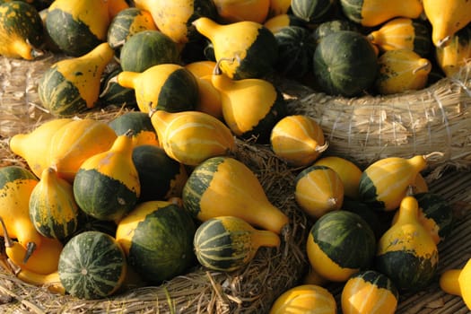 fresh pumpkins as very nice nature background