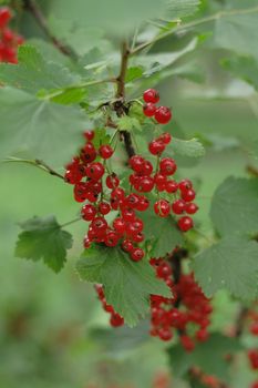 red currant as very nice natural background