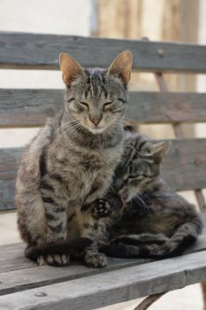 two nice cats are resting on the bench 
