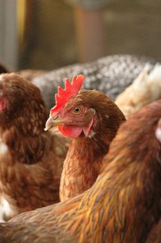 very nice red chickens as home fam background