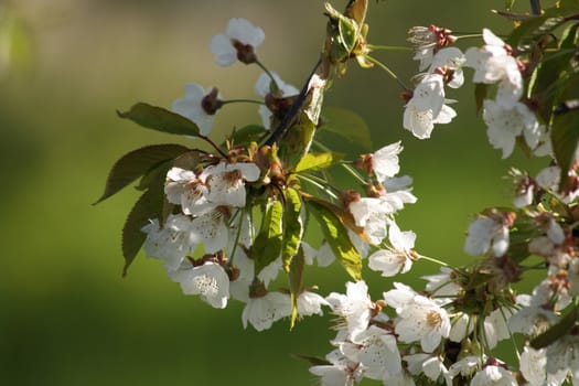 spring apple tree flowers from my garden 