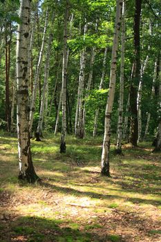 fresh spring forest in the Jeseniky mountains