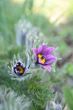 nice spring violet flower in the green garden 