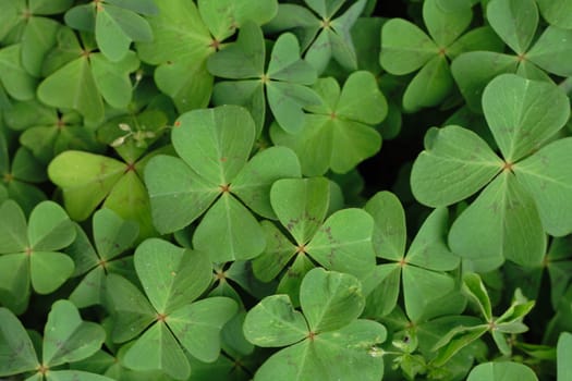 green leaves as very nice natural background