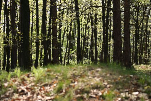 fresh spring forest in the Jeseniky mountains