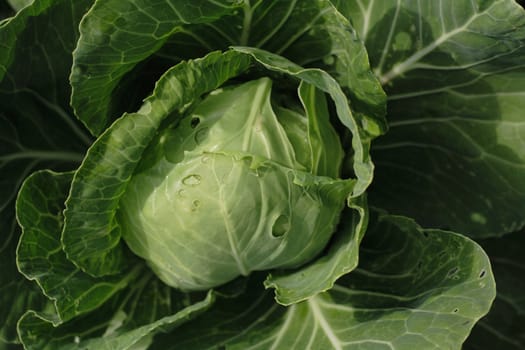 green cabbage as nice natural background