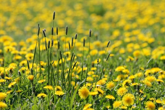 dandelion flowers as very nice spring natural background