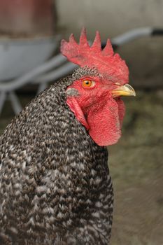 head of roaster from the home farm 