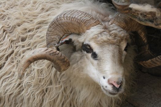 sheep detail of very nice animal from ZOO