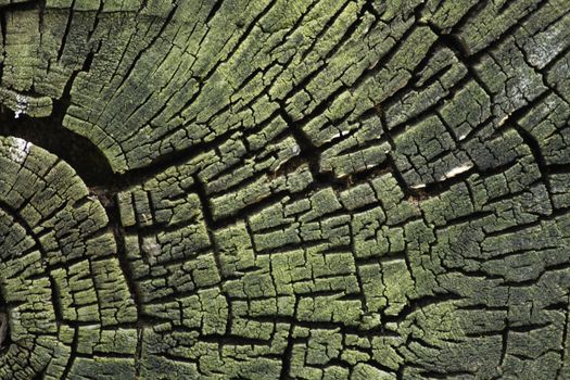 old wooden background from the old tree 