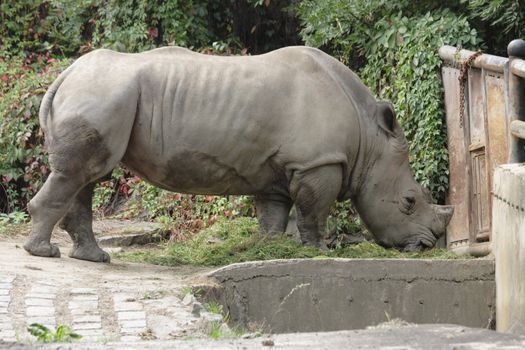 nice rhino from the ZOO of Ostrava 
