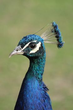 nice blue head of peacock on the greeen background