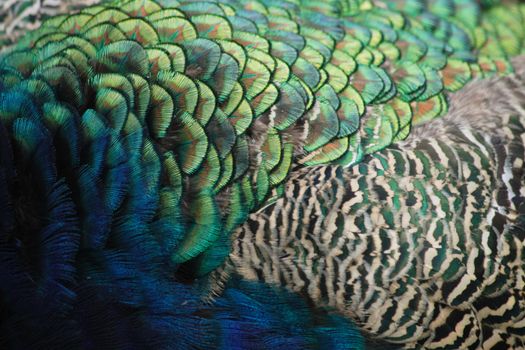 feather of peacock - very nice natural texture  