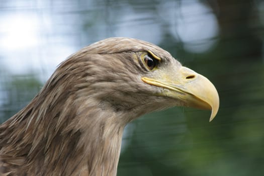 nice head of eagle from the nature 