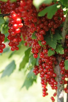 red currant as very nice natural food background