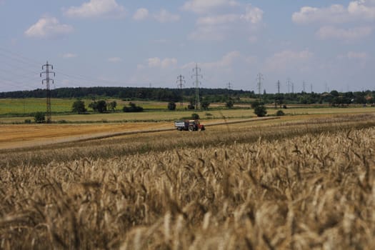big golden corn field and blue sky 