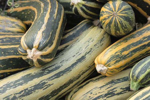 fresh pumpkins as very nice natural background