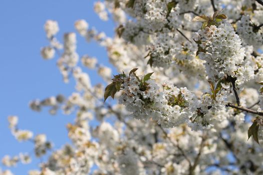 spring apple tree flowers and the blue sky 