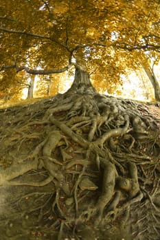 very old tree from the czech forest 