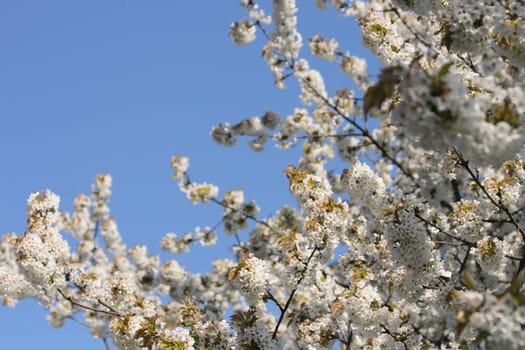 spring apple tree flowers and the blue sky 