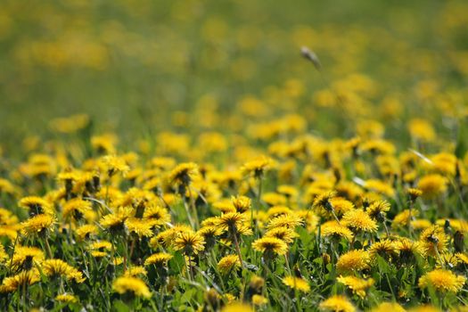 dandelion flowers as very nice spring natural background