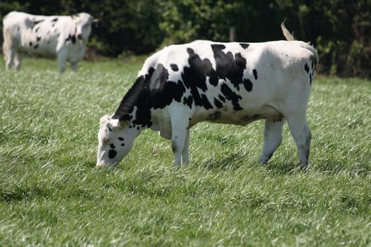 two cows are eating fresh green grass 