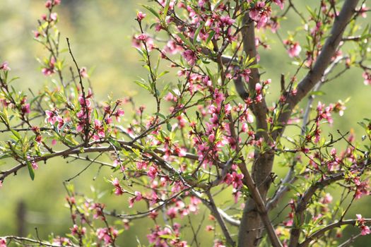 peach  flowers as very nice spring background