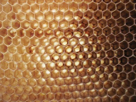 beeswax background without honey (empy honeycells) 