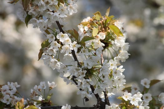 spring apple tree flowers from my garden 