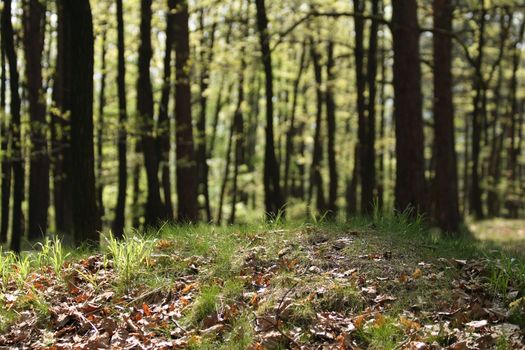 very nice spring forest from the czech republic